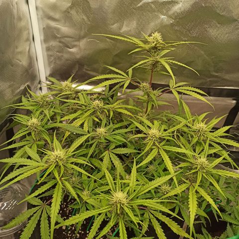 Gorilla Punch Auto growlog timeline photo