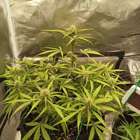 Gorilla Punch Auto growlog timeline photo