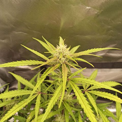 Gorilla Punch Auto growlog timeline photo