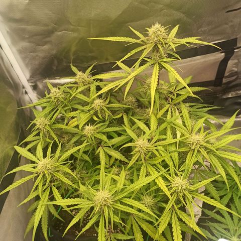 Gorilla Punch Auto growlog timeline photo