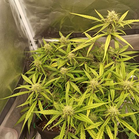 Gorilla Punch Auto growlog timeline photo