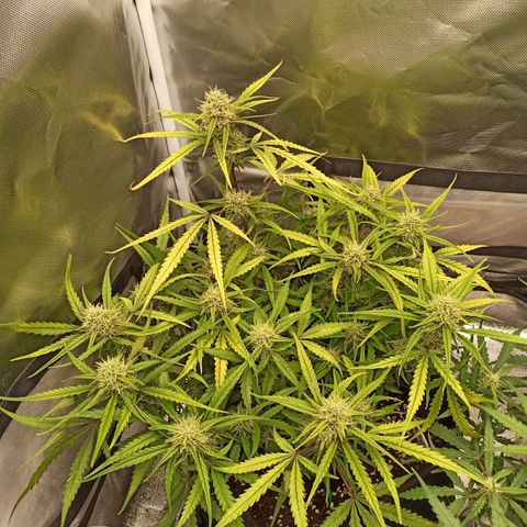 Gorilla Punch Auto growlog timeline photo