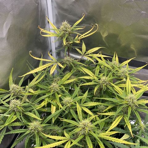 Gorilla Punch Auto growlog timeline photo
