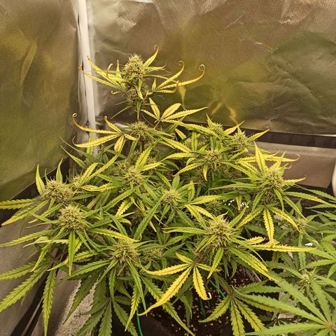 Gorilla Punch Auto growlog timeline photo