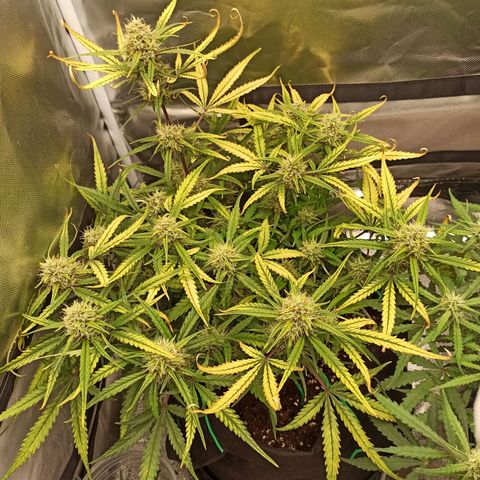 Gorilla Punch Auto growlog timeline photo
