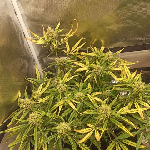 Gorilla Punch Auto growlog timeline photo