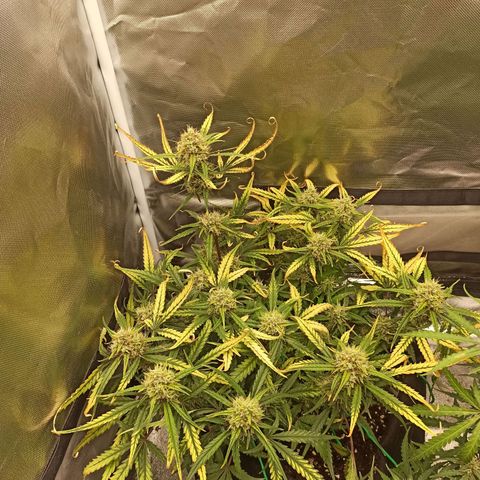 Gorilla Punch Auto growlog timeline photo