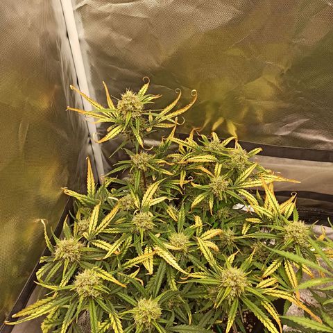Gorilla Punch Auto growlog timeline photo