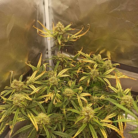 Gorilla Punch Auto growlog timeline photo