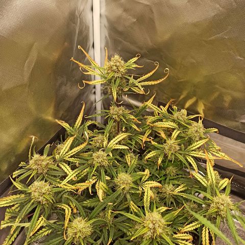 Gorilla Punch Auto growlog timeline photo