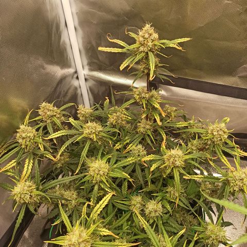 Gorilla Punch Auto growlog timeline photo