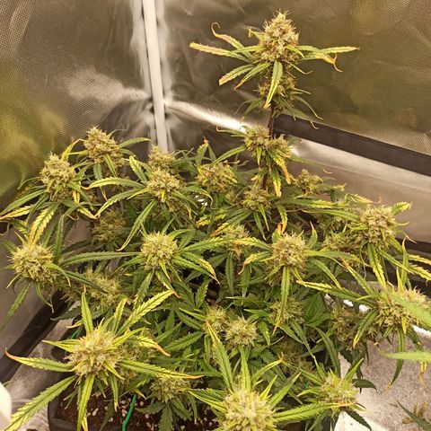 Gorilla Punch Auto growlog timeline photo