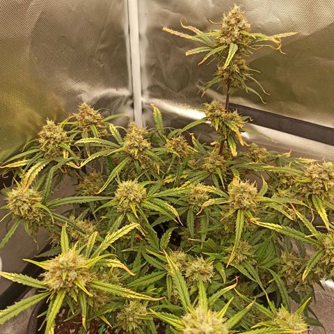 Gorilla Punch Auto growlog timeline photo