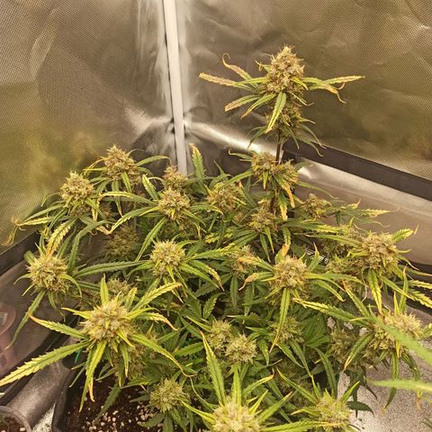 Gorilla Punch Auto growlog timeline photo