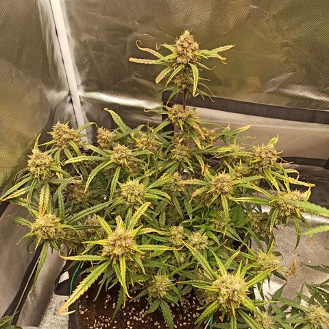Gorilla Punch Auto growlog timeline photo