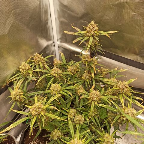 Gorilla Punch Auto growlog timeline photo