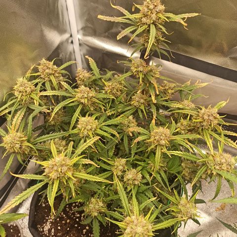 Gorilla Punch Auto growlog timeline photo