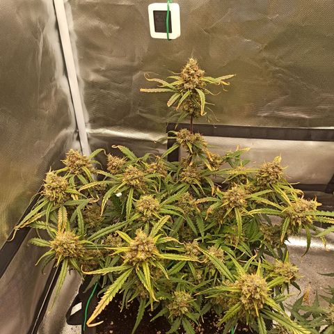 Gorilla Punch Auto growlog timeline photo