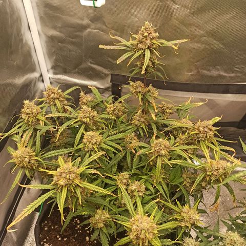 Gorilla Punch Auto growlog timeline photo