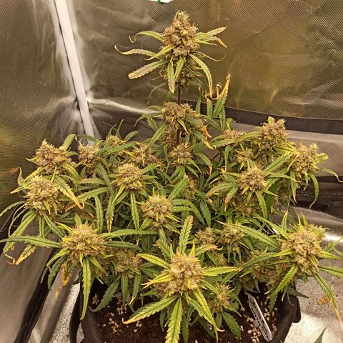 Gorilla Punch Auto growlog timeline photo