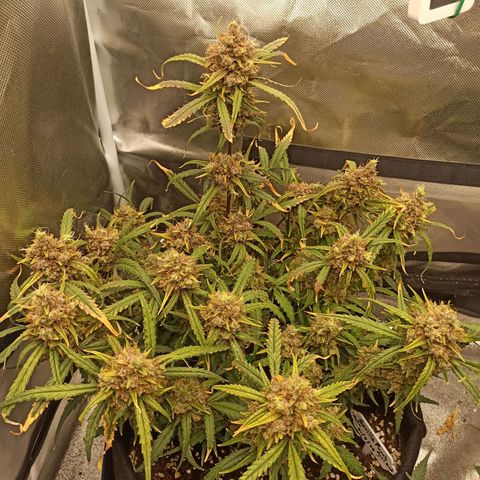 Gorilla Punch Auto growlog timeline photo