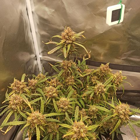 Gorilla Punch Auto growlog timeline photo