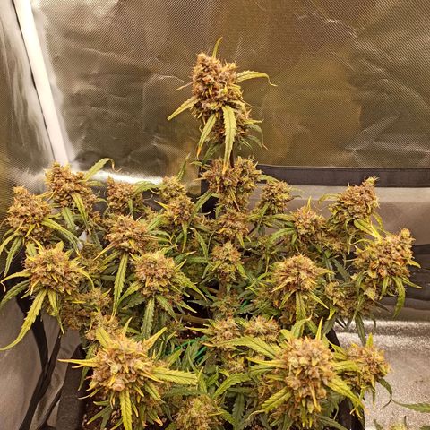 Gorilla Punch Auto growlog timeline photo
