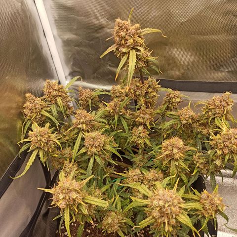 Gorilla Punch Auto growlog timeline photo