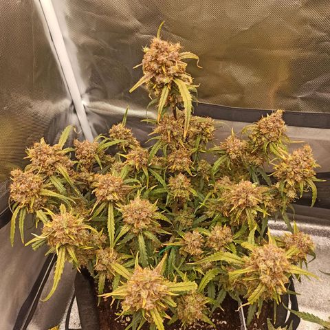 Gorilla Punch Auto growlog timeline photo