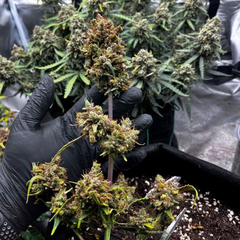 Gorilla Punch Auto growlog timeline photo
