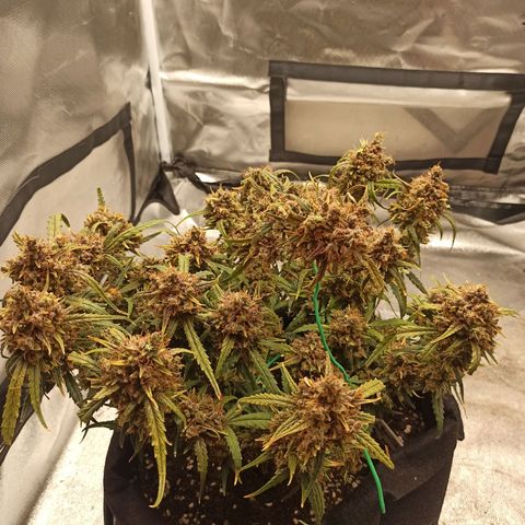 Gorilla Punch Auto growlog timeline photo