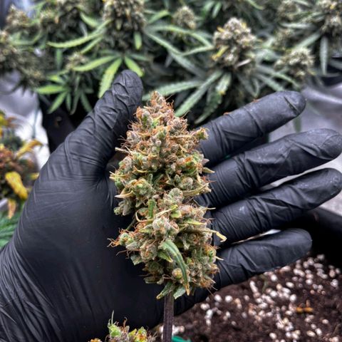 Gorilla Punch Auto growlog timeline photo