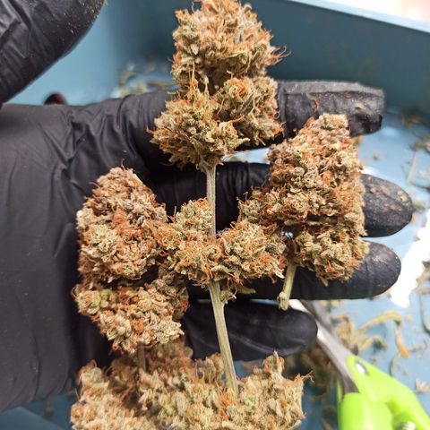 Gorilla Punch Auto growlog timeline photo