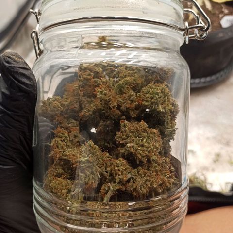 Gorilla Punch Auto growlog timeline photo
