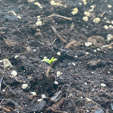 Fat Banana Automatic 3 growlog timeline photo