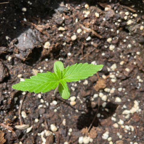 Fat Banana Automatic 3 growlog timeline photo