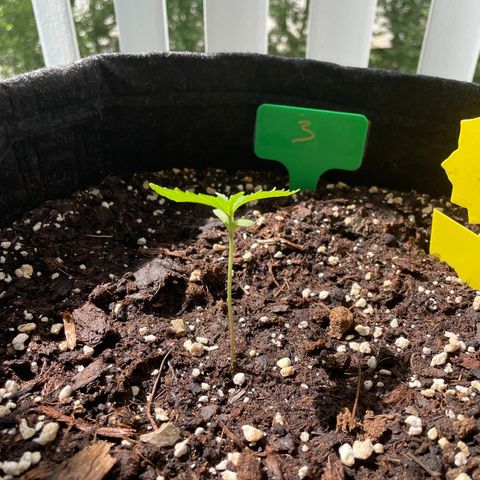 Fat Banana Automatic 3 growlog timeline photo