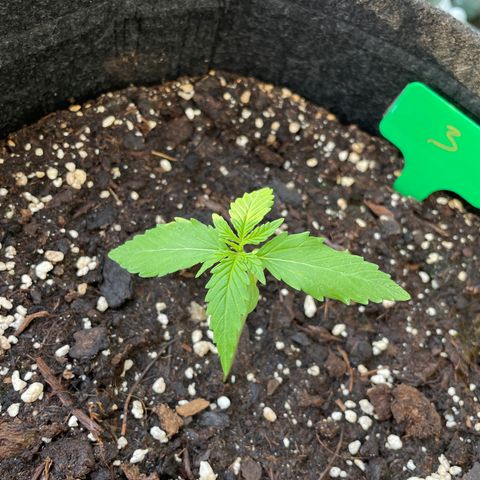 Fat Banana Automatic 3 growlog timeline photo