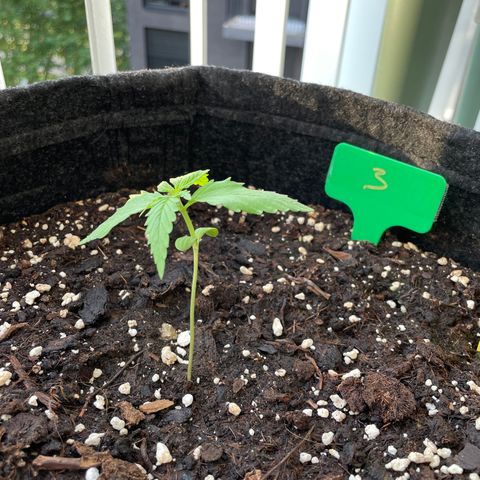 Fat Banana Automatic 3 growlog timeline photo