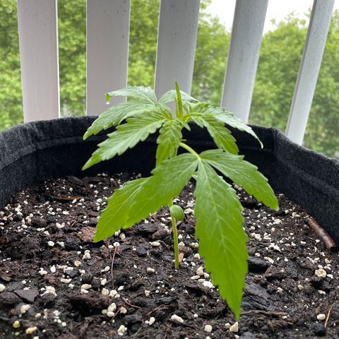 Fat Banana Automatic 3 growlog timeline photo