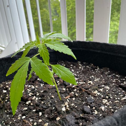 Fat Banana Automatic 3 growlog timeline photo