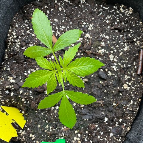 Fat Banana Automatic 3 growlog timeline photo