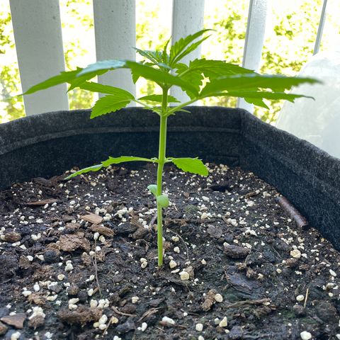 Fat Banana Automatic 3 growlog timeline photo