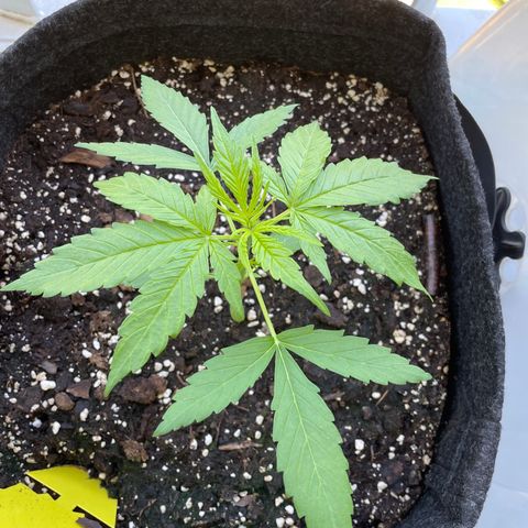 Fat Banana Automatic 3 growlog timeline photo