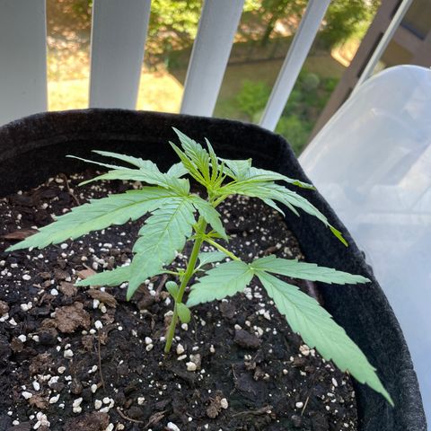 Fat Banana Automatic 3 growlog timeline photo