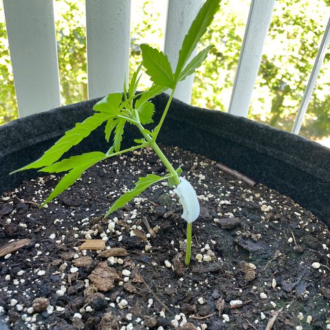 Fat Banana Automatic 3 growlog timeline photo