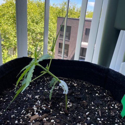 Fat Banana Automatic 3 growlog timeline photo