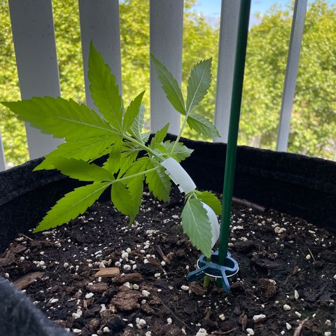 Fat Banana Automatic 3 growlog timeline photo