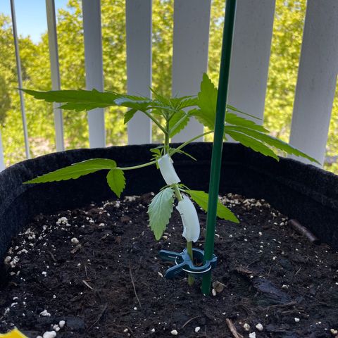 Fat Banana Automatic 3 growlog timeline photo