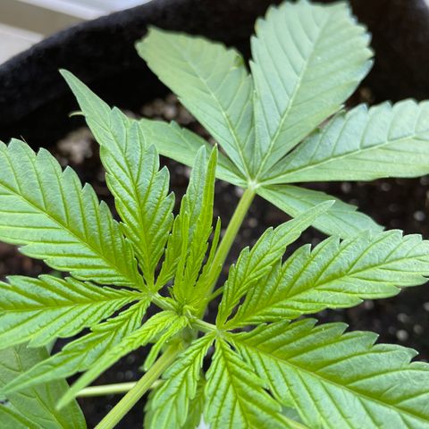 Fat Banana Automatic 3 growlog timeline photo